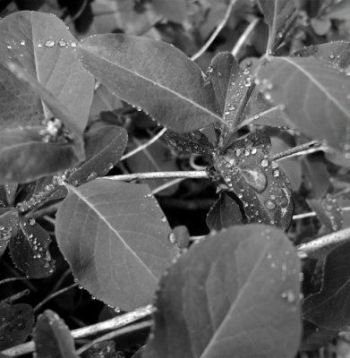 Rain - at last
