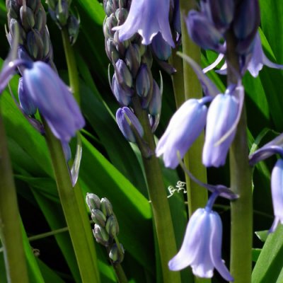 Down amid the Bluebells