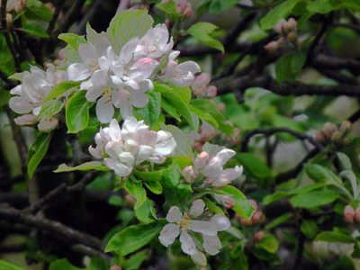 Full bloom at last ....