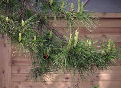 Pine against pine