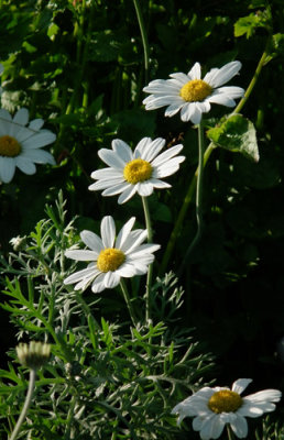 Five Daisies out of many