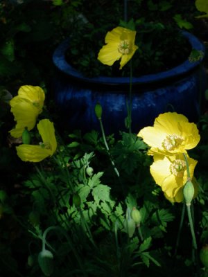 Five Yellow Poppies