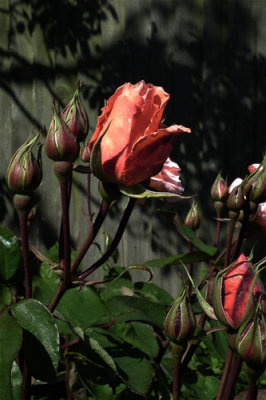 June Roses - at last