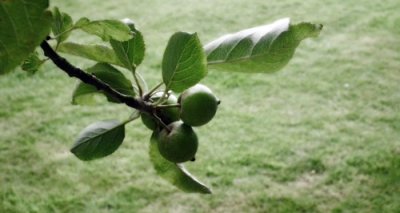 Little Green Apples