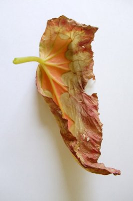 Dying Leaf 