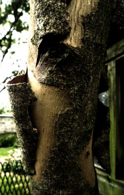 Eucalyptus bark
