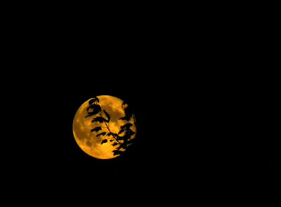 August Moon