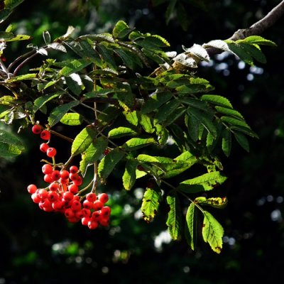 Signs - of an early Autumn 