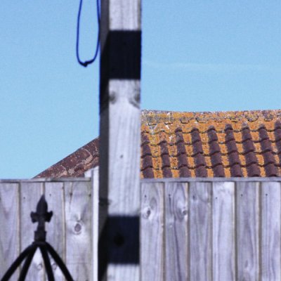 The Lichen blooms on Matt's roof 