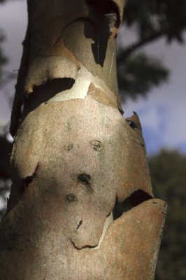 The bark of the gum tree lifts and shifts