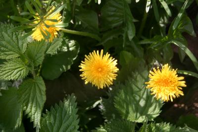 Pride of DandeLions