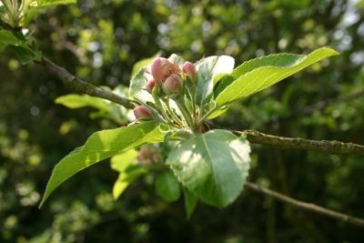 Apple blossom 2006