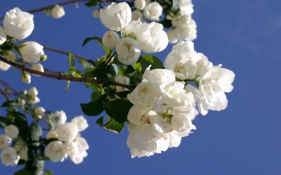 Philadelphus in the summer time