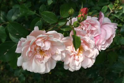 Old Windsor Roses