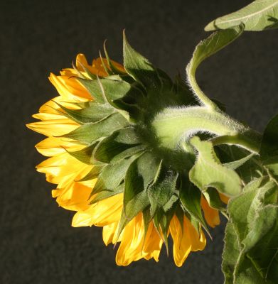 Sunflower turning