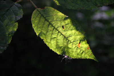 Leaf Damage