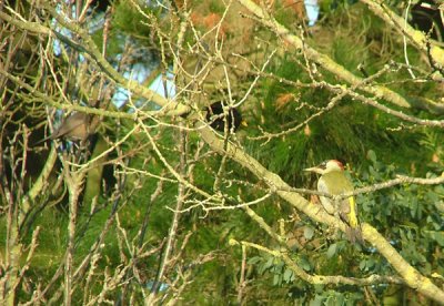 Green Woodpecker