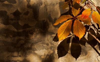 5DII_015787_autumn_leaf_1200x