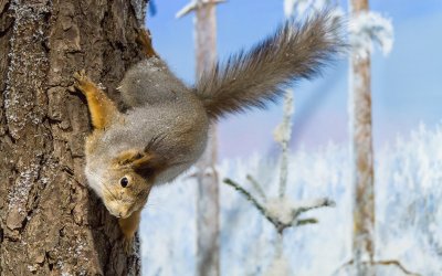 NX20_00482_squirrel_1600x