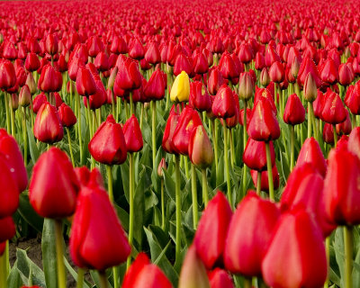 Tulips2012-02.jpg