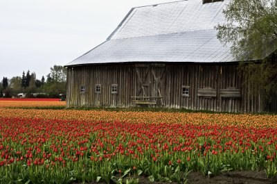 Tulips2012-03.jpg