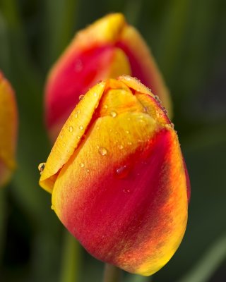 Tulips2012-05.jpg