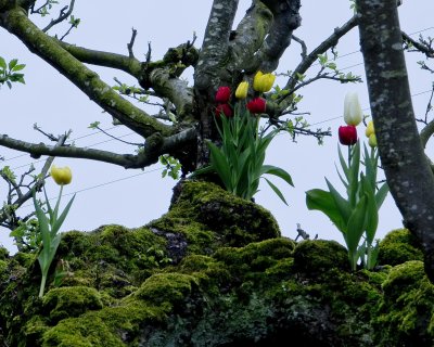 Tulips2012-08.jpg