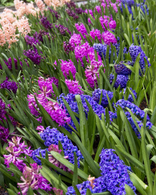 Tulips2012-09.jpg