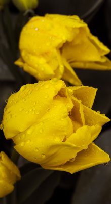 Skagit Tulip Festival 2012.jpg