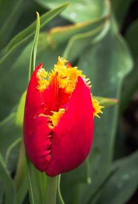 Skagit Tulip Festival 2012-3.jpg