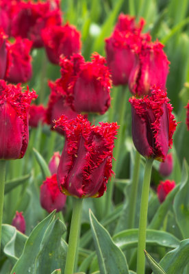 Skagit Tulip Festival 2012-4.jpg
