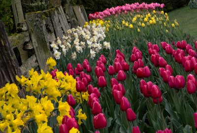 Skagit Tulip Festival 2012-5.jpg
