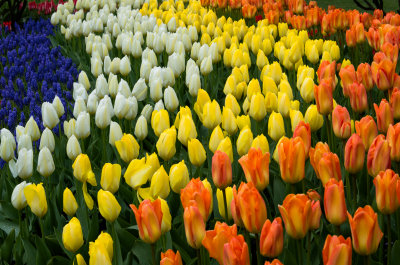 Skagit Tulip Festival 2012-6.jpg