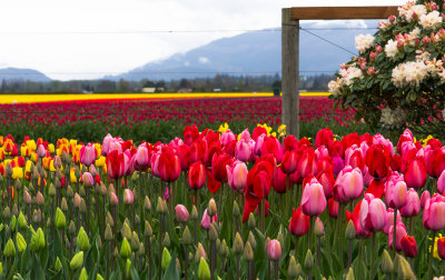 Skagit Tulip Festival 2012