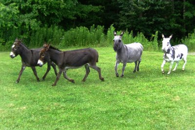 Four Donkeys