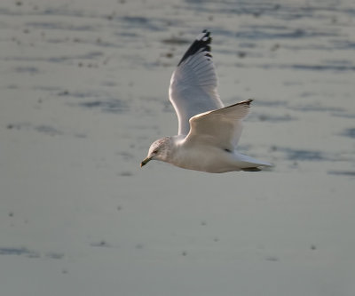 Glorious Gull (3/7)