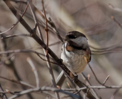 Yes, its a Chickadee.  (3/11)