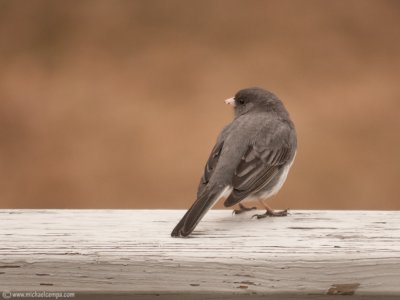 Dark-eyed Junco (3/31)