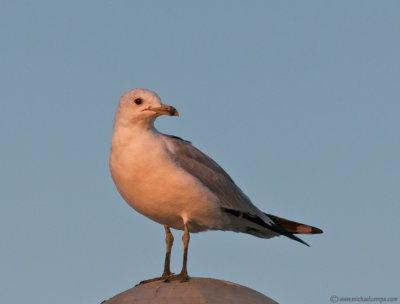 Sunset Gull (4/3)