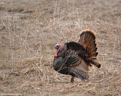 Tom Turkey (4/9)