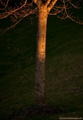 Tree Glow (5/1)