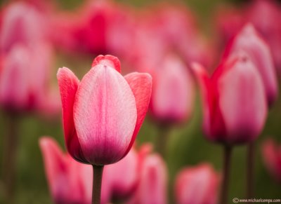 Pink Tulips (5/14)
