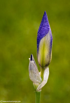 Budding Iris (5/29)