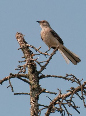 Mockingbird (6/7)
