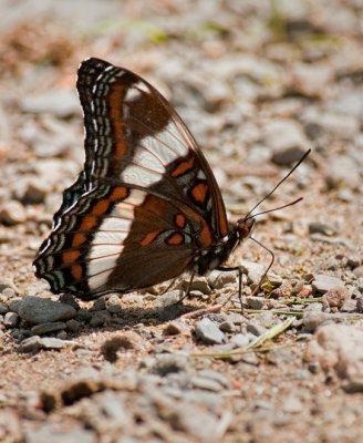Wings in the Road (6/11)