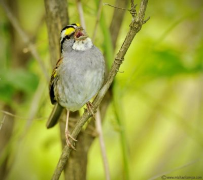 Singing White Throat (6/12)