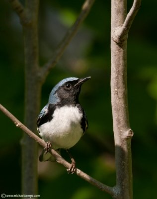 Black-Throated Blue (6/15)