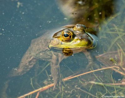 Frog in a Pond (6/25)