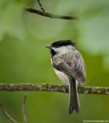 Chickadee #8 (6/27)