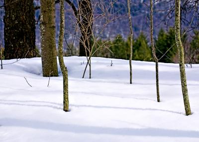 Woodland